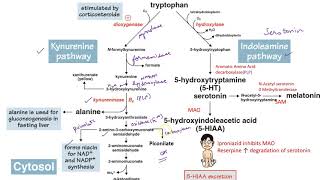 Metabolism of Aromatic Amino AcidsTryptophan neetpgaiimsmednerdusmle [upl. by Etolas]