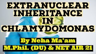 Extranuclear Inheritance In Chlamydomonas [upl. by Sixla168]