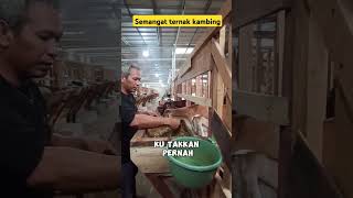 Ternak kambing tanpa ngarit [upl. by Aeet]