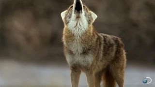 Filming Death Valley Coyotes  North America [upl. by Ahsinan512]