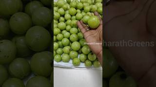 நெல்லிக்காய் பறிக்கலாம் வாங்க  Harvesting Amla Indian Gooseberry amla malainelli gooseberry [upl. by Anihsak168]