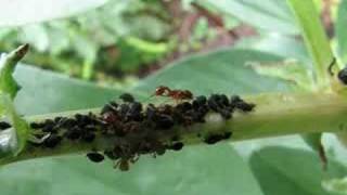 Ants Milking Aphids [upl. by Corine]