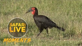 Ground Hornbills Seen Calling in the Mara [upl. by Lemieux115]