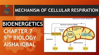 MECHANISM OF CELLULAR RESPIRATION  Class 9 Biology [upl. by Rolyak]