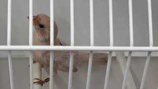 MUTATION DE ROSELIN FAMILIER  91 POINTS  HOUSE FINCH  Haemorhous mexicanus [upl. by Llenrub]