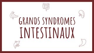 Sémiologie Intestinale  les Grands Syndromes [upl. by Assyram873]