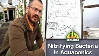 Nitrifying Bacteria in Aquaponics [upl. by Dyanne]