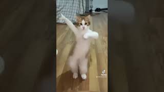 Dancing Cat chipichipichapachapa meme funny trending tiktok shorts [upl. by Notnarb638]