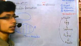 Developmental biology part 6 modularity in insects arthropod modularity [upl. by Elenore]