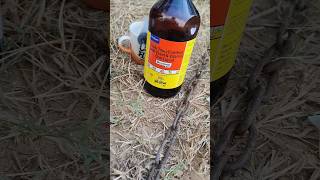 Liver tonic for calf haryana youtubeshorts viralvideo 2024 [upl. by Amandi]