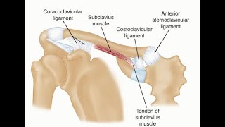 Anatomy of The Halsteds ligament or costoclavicular ligament or Rhomboid ligament [upl. by Eirrol829]