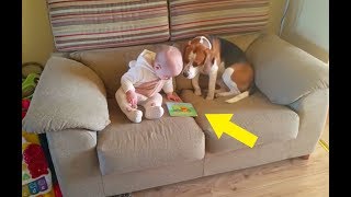 This Dog Was Left Alone With The Baby – But The Family Were Filming His Behavior [upl. by Germaine]