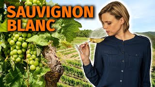 Wine Grapes 101 SAUVIGNON BLANC [upl. by Wixted]