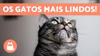 Como saber a RAÇA do SEU GATO 😺  Características e grupos [upl. by Abercromby762]