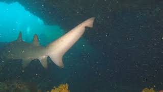 Shark Cave Rottnest [upl. by Indira]