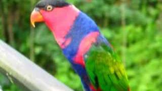 Lorikeet Singing [upl. by Clayberg]