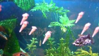 Malaysian Trumpet Snails Melanoides tuberculata strange behaviour [upl. by Aihset]