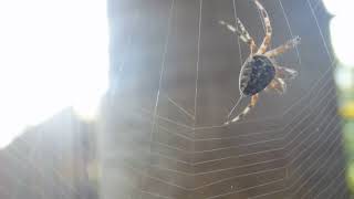 Ragno crociato Araneus diadematus [upl. by Schroder]