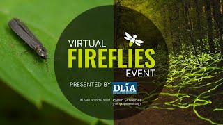 Second annual Virtual Fireflies Event presented by Discover Life in America [upl. by Nonnahs]