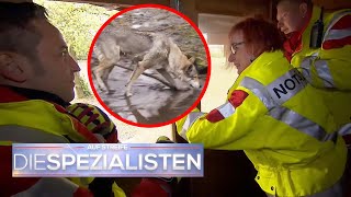 Spezialisten in Gefahr 😱 Notärzte werden von einem WOLF festgehalten 🐺 ​ Die Spezialisten  SAT1 [upl. by Redfield]