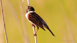 Common Reed Bunting singing  Rohrammer singt [upl. by Swainson]