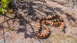 Looking for snakes and more Herping Colorado 🐍 [upl. by Matuag]