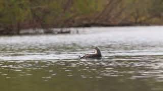 Red Throated Loon in a Lake [upl. by Cherye507]