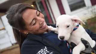 Emaciated Dogs Rescued in Alabama [upl. by Aehsan]