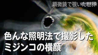 色んな照明方法で撮影したミジンコDaphnia pulex 【淡水のプランクトン】 [upl. by Bohrer400]