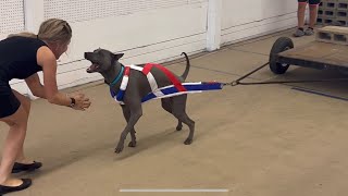 Thai Ridgeback Dog “Yunga”  UKC Weight Pull Trial  536lb  244kg  Total Dog Qualifier [upl. by Niwde700]