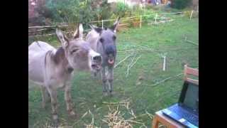 ★ Donkey watches donkey on youtube [upl. by Ailaham732]