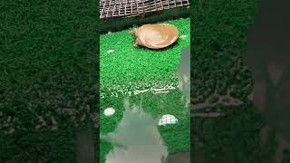 Pet softshell turtle [upl. by Baudoin]