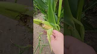 farm field of corn maize cobs summer 2024 exploring [upl. by Annairt]