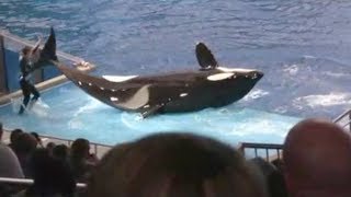 Terrifying moment Orca knocked his trainer out of the water [upl. by Burner]