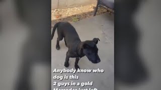 Couple abandons dog in West Covina Community rallies to help crying puppy [upl. by Nole279]