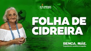 🌿 Folha de Cidreira [upl. by Guria]