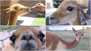 BOLIVIA  Vicuñas  超かわいい ビクーニャというアンデスの動物 [upl. by Arihat582]