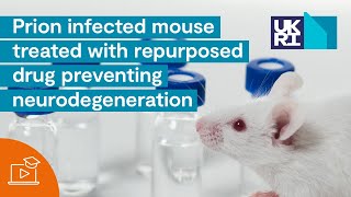 Prion Disease  Infected Mouse Treated with Repurposed Drug Preventing Neurodegeneration [upl. by Asteria]