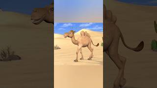 How do Camels survive with their Hump 🐫🏜️ [upl. by Cuhp]