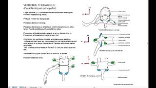 Vertèbres thoraciques [upl. by Gallager231]
