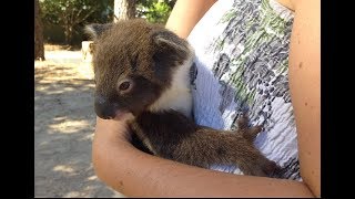 Heart Warming Moment Mum amp Joey Koala Reunite [upl. by Ahsael130]