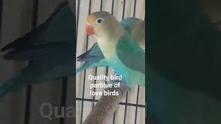 MA SHA ALLAH parblue beauty of love birds [upl. by Aekin812]