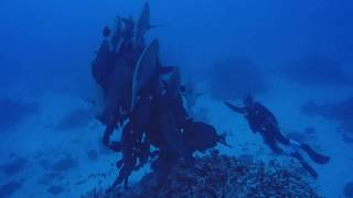 Sleeping Humphead Parrotfish 隆頭鸚哥魚 [upl. by Singh233]