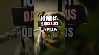 10 Most Dangerous Dog Breeds 🐕 [upl. by Binny]