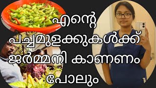 എന്റെ പച്ചമുളകുകൾ കുക്കുമോൾടെ കൂടെ ജർമ്മനിയിലേക്ക് പോയി ട്ടാgreenchilli harvesting 2 കിലോയോളം 🌶️🌶️ [upl. by Einatsed]