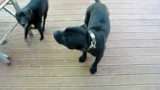 Staffordshire Bull Terrier talking amp barking [upl. by Clea498]