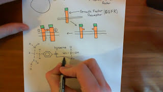 The Growth Factor Receptor and PI3K  AKT  mTOR Pathway Part 1 [upl. by Sherborn]