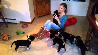 Riverwest Entlebucher Puppies  Week 8  Playful Evening [upl. by Ilehs]