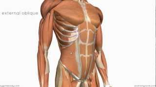 Layers of the Abdominal Wall [upl. by Anaicilef]