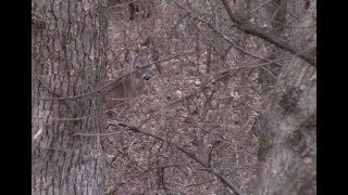 Late Season Doe with Muzzleloader [upl. by Trainer]